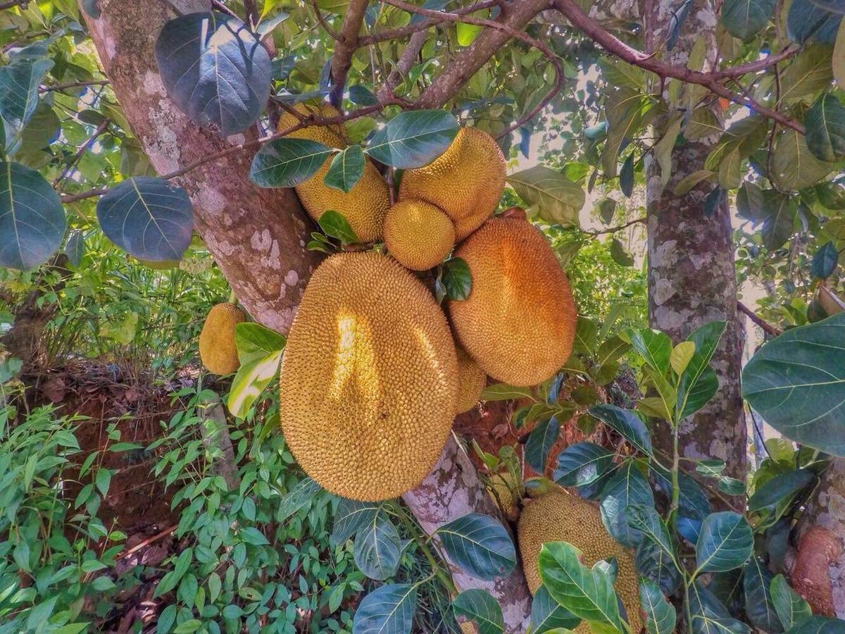 Отель The Mango Канди Экстерьер фото